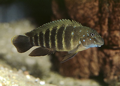 Eretmodus cf. marksmithi